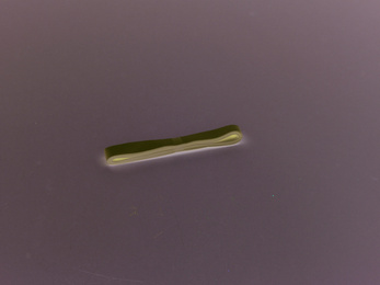 Navnebånd til at skrive navn på